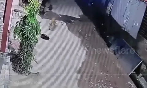 Camera ghi lại khoảnh khắc nổi da gà: Báo hoa mai lẻn vào nhà tấn công chó cưng
