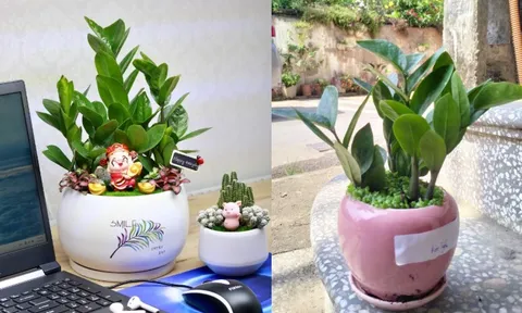 Trồng cây kim tiền phạm phải 7 sai lầm này, tài lộc khó vào nhà, tiền bạc dễ thất thoát, đặc biệt là số 2