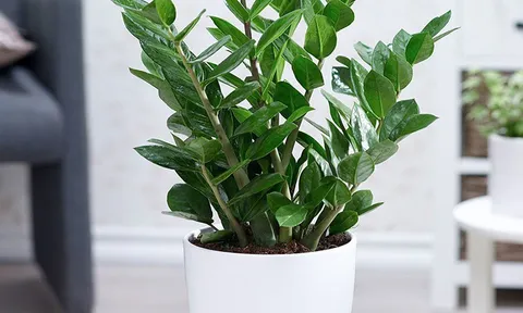 Cây kim tiền hút tài lộc nhưng có thể gây hại nếu không biết 2 điều này trước khi trồng