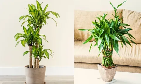 Nhà giàu thường trồng 3 loại cây này trong phòng khách: Không chỉ đẹp mà còn chiêu tài, đón vượng khí, hút tài lộc