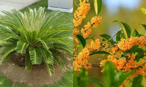 5 loại cây được ví là "Thần Tài" của gia đình, trồng trước nhà giúp gia chủ hút tài lộc, may mắn quanh năm
