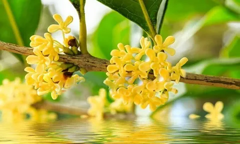 Mộc hương được ví như cây quý hút tài lộc nhưng trồng ở 6 vị trí này dễ rước phiền toái vào nhà