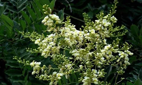 2 loại cây người xưa kiêng trồng trước cửa nhà vì sợ gia cảnh sa sút, nhiều người vẫn không biết