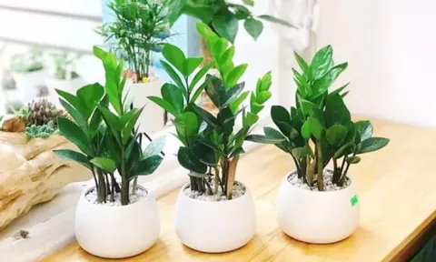 Trồng cây kim tiền trong nhà: 1 việc nên làm và 4 điều cần tránh để cây luôn xanh tốt, hút tài lộc