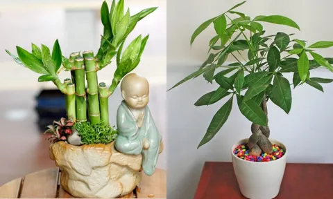 2 loại cây nhà giàu thường đặt trong nhà để chiêu tài, hút lộc: Có 1 chậu cũng giúp không gian thêm vượng khí