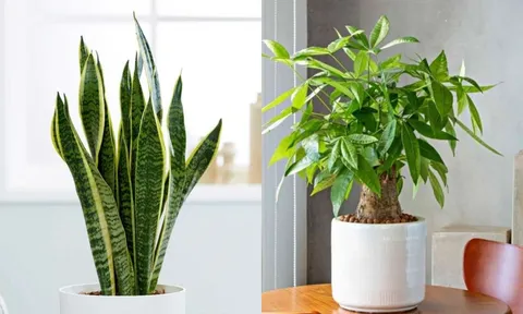 4 loại cây là biểu tượng tài lộc giúp gia chủ sung túc giàu sang đặc biệt là loại thứ 3
