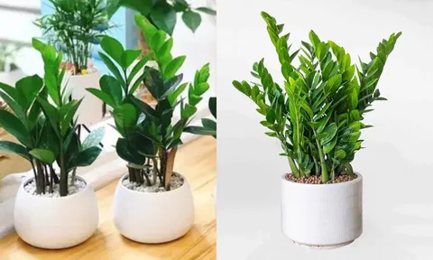 Đừng tùy tiện trồng cây kim tiền trong nhà nếu không biết 3 điều kiêng kỵ này, tránh phản tác dụng