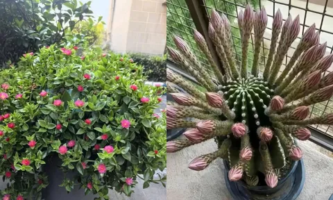 5 loại hoa đẹp đến mấy cũng không nên tùy tiện trồng trong nhà, nhiều gia đình đang mắc phải, đặc biệt là số 1