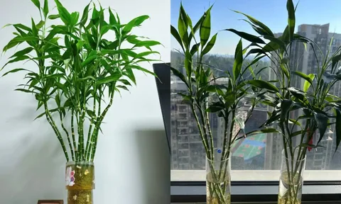 Trồng trúc phú quý để chiêu tài hút lộc, nhiều người không biết điều này lại khiến cây héo vàng, tài lộc khó tụ