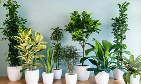 Đặt cây trong nhà để chiêu tài: 3 vị trí đại kỵ nhiều người vô tình mắc phải, cây dễ héo úa, phản tác dụng