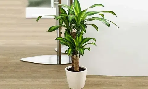 6 loại cây cảnh chiêu tài, trấn trạch: Người mới chơi cũng dễ chăm, càng trồng càng vượng nhà