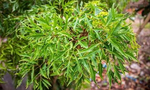 Người cao tuổi uống lá đinh lăng mỗi tuần, điều gì sẽ xảy ra với cơ thể?