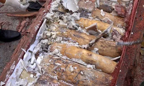 Phát hiện gần 1,2 tấn ngà voi giấu trong gỗ từ châu Phi về Việt Nam, chuyển cơ quan điều tra xử lý theo thẩm quyền
