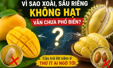 Vì sao xoài và sầu riêng không hạt vẫn là bài toán khó? Câu trả lời nằm ở thứ ít ai ngờ tới