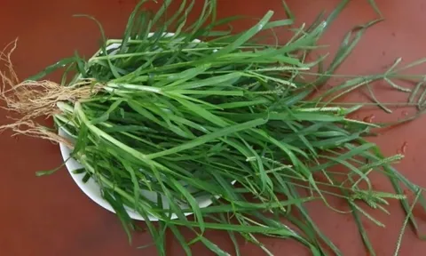 Loại cỏ mọc đầy bờ ruộng, ven đường: Tưởng bỏ đi nhưng lại là vị thuốc được dùng từ lâu