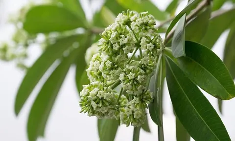 Mùi hoa sữa có độc không? Những người cần thận trọng khi mùa hoa nở rộ