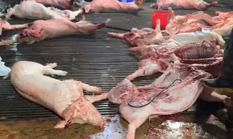 Bộ Y tế cảnh báo khẩn sau vụ lợn bệnh vào bếp ăn của trường học ở Hà Nội