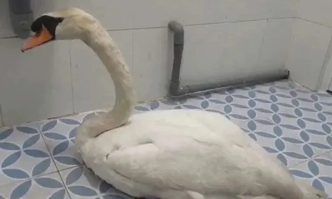 Trộm thiên nga trắng của Thảo cầm viên Sài Gòn, Nguyễn Cao Phương bị khởi tố