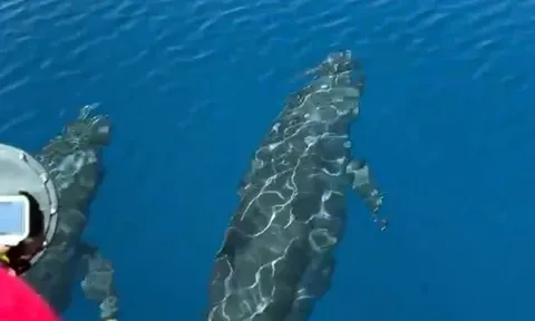 Thích thú ngắm đàn cá voi khổng lồ liên tục ngoi lên, tung mình kiêu hãnh giữa làn nước trong vắt ở đảo Phú Quý