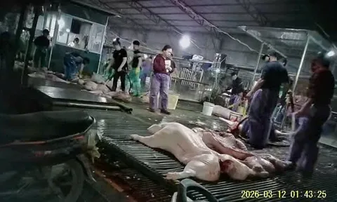 Vụ 300 tấn thịt lợn bệnh vào trường học: Công an Hà Nội thông tin về bếp ăn của 26 trường tiểu học và nhiều trường mầm non ở Hà Nội, Bắc Ninh có liên quan