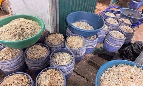 Khởi tố Ngô Thị Nhự và Phạm Thị Quỳnh sản xuất hơn 160 tấn giá đỗ chứa chất gây ung thư