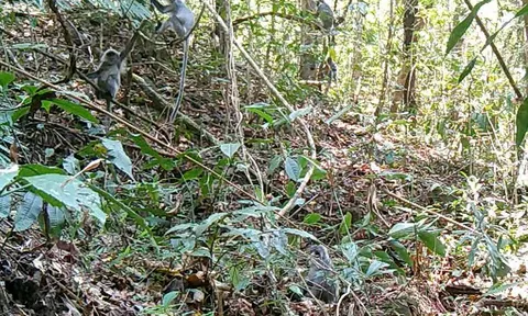 Cận cảnh đàn voọc bạc quý hiếm tại Vườn quốc gia Chư Mom Ray, một tín hiệu tích cực hé mở khiến nhiều người vỡ òa hy vọng