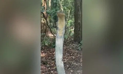 Clip: Khoảnh khắc nữ sinh viên chạm trán rắn hổ mang chúa dài 4 mét khiến ai xem cũng thót tim