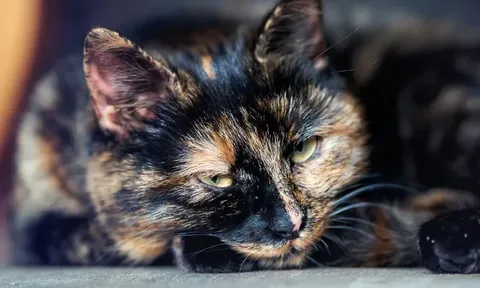 Trông mèo giúp mẹ, cô gái không ngờ thú cưng lại mắc kẹt trong tường suốt 2 ngày, phải gọi cứu hỏa đục tường giải cứu