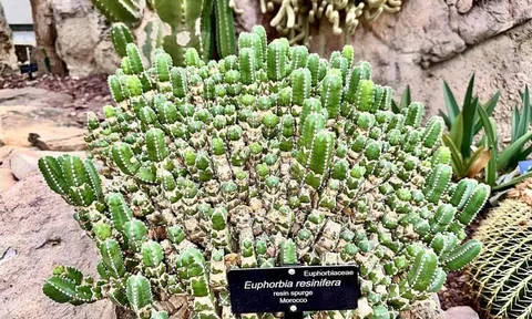 Không phải ớt, đây mới là thứ được xem là “cay nhất thế giới”