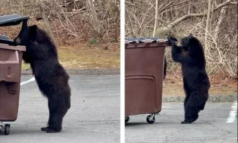 Clip: Đói quá hóa liều, chú gấu quyết định “ôm” luôn cả thùng rác đi nhưng cái kết khiến ai xem cũng phải bật cười