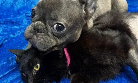 Gặp nhau trong bệnh viện, hai thú cưng đặc biệt quyết không rời nhau và cái kết khiến nhiều người ấm lòng