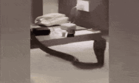 Đang ngủ thì phát hiện rắn bò ngang cổ, trải nghiệm đáng sợ trong phòng khách sạn khiến cặp đôi không thể nào quên