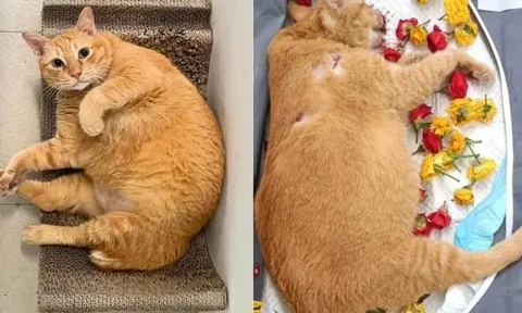 Bị bạn gái "đá", nam thanh niên trút giận lên 6 con mèo và cái kết