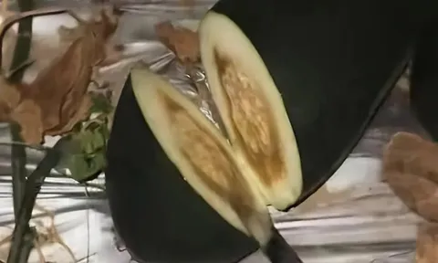 Đứng giữa ruộng dưa giữa đêm gõ từng quả, người đàn ông bất ngờ nổi tiếng và kiếm hàng trăm triệu mỗi tháng