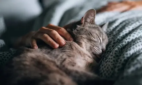 Chỉ vì không rửa tay sau khi chơi với thú cưng, bé trai 14 tuổi gần như vĩnh viễn mất đi ánh sáng