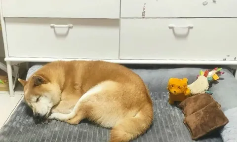 Từng bị bỏ rơi rồi đem bán như một món nợ, chú chó này cuối cùng cũng có được yêu thương trọn vẹn khiến ai cũng nghẹn lòng