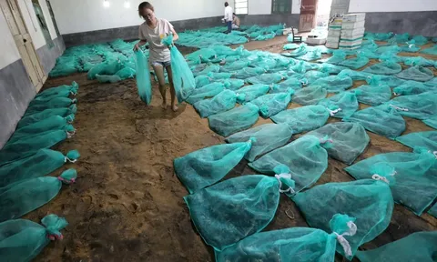 Nuôi hàng chục nghìn con rắn độc, công việc đặc biệt của cô gái trẻ khiến ai nghe cũng bất ngờ