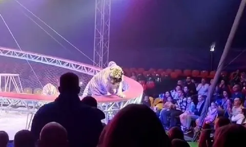 Clip: Hổ dữ bất ngờ lao thẳng xuống khán đài khiến cả rạp xiếc hoảng loạn, đám đông la hét bỏ chạy