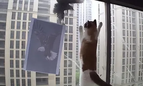 Mèo cưng chỉ định “săn chim” cho vui, ai ngờ cả nhà phải sống chung với cảnh bị "khủng bố" mỗi ngày