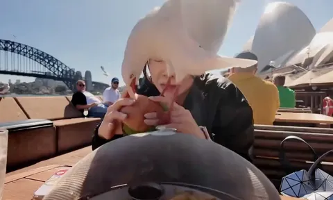 Clip: Đang thư giãn bên bờ biển, cô gái "đứng hình" khi chim hải âu bất ngờ sà xuống "cướp" đồ ăn, để lại “kỷ niệm” trên tay