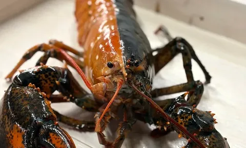 Con tôm hùm 2 màu đối lập cực hiếm khiến ai nhìn cũng không tin vào mắt mình