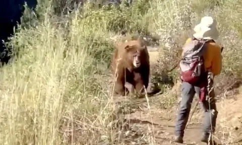 Clip: Đang đi bộ thì chạm mặt con gấu to lớn, khoảnh khắc đối đầu khiến ai xem cũng thót tim