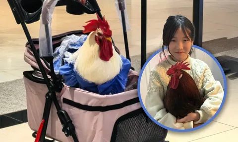 Khi một con gà cũng có thể trở thành “thành viên gia đình”: Xu hướng nuôi thú cưng độc lạ ở khiến nhiều người bất ngờ