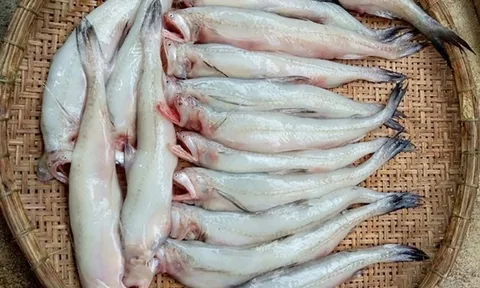 Loại cá thân mềm, không vảy, nhìn tưởng khó ăn lại là đặc sản biển nổi tiếng, mang lại nhiều lợi cho sức khỏe