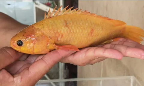 Bắt được con cá vàng óng khác hẳn bình thường, gia chủ quyết giữ lại dù nhiều người trả giá “khủng”