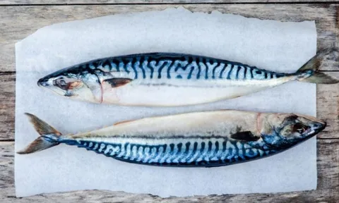 Một loại cá quen thuộc của người Việt bất ngờ có lượng omega-3 cao gấp hơn 2 lần cá hồi, giá lại rẻ hơn nhiều