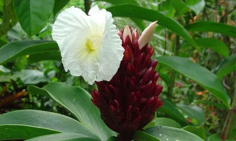 Loại cây mọc đầy ở quê từng bị xem là cỏ dại, giờ nhiều người săn tìm vì được ví như “khắc tinh” của sỏi tiết niệu và tiểu đường