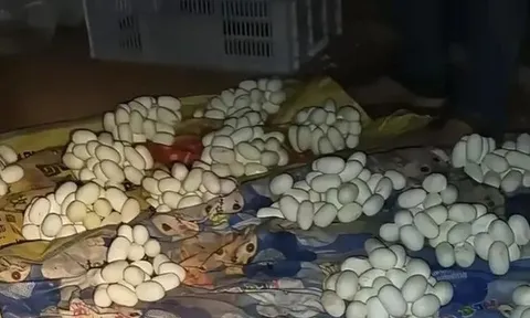 Xa nhà nửa năm, cửa vẫn khóa kín, nam thanh niên trở về rồi chết lặng khi phát hiện thứ "kỳ lạ" này phủ kín giường ngủ