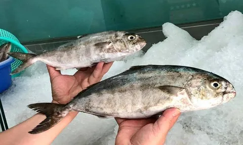 Nghe tên ai cũng bật cười, loài cá đặc sản này có giá tới 450.000 đồng/kg vẫn được thực khách săn lùng
