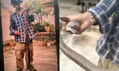 Bị rắn cắn vẫn bình thản giơ điện thoại chụp ảnh khoe "chiến tích", người đàn ông suýt phải trả giá bằng mạng sống
